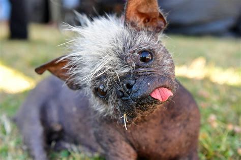 Check out the world's ugliest dog, Mr Happy Face | Inquirer News