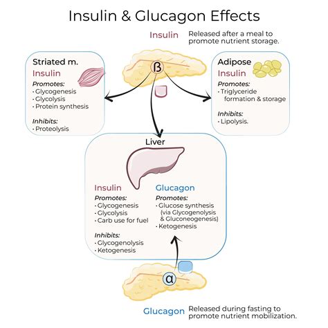 Gluconeogenesis Liver