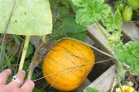 How Many Pumpkins per Plant Can You Reasonably Expect?