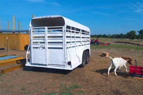 Image result for Loading Goats On Trailer
