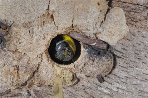 carpenter bee hole - Green Pest Services | Pest Control | Exterminator