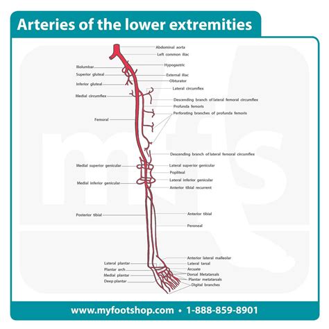 Anatomy Of Lower Limb Arteries