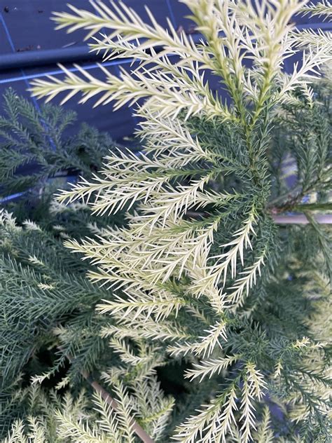 Japanese Red Cedar Tree 'Sekkan-sugi' (3L) - Shaw Green Trees