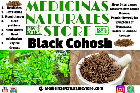 Black Cohosh Tea