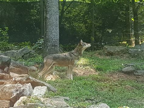 Western North Carolina Nature Center (Asheville) - What to Know Before ...