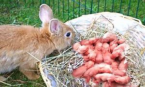 Image result for Baby Rabbits Being Born