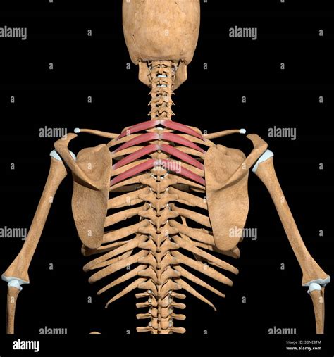 This 3d illustration shows the serratus posterior superior muscles on ...
