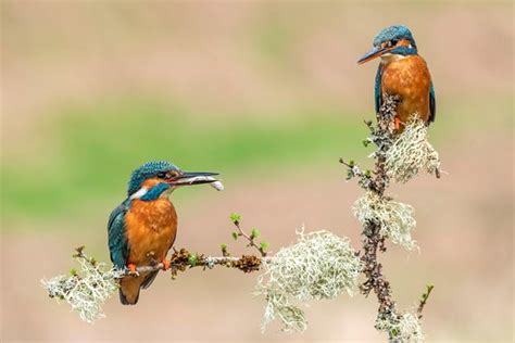 Scottish Photography Hides (Kirkcudbright) - 2021 What to Know Before ...