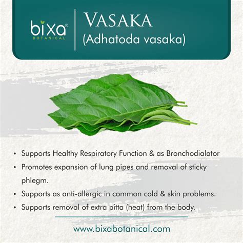 Vasaka / Vasa Leaves Powder Adhatoda Vasaka – Bixa Botanical India
