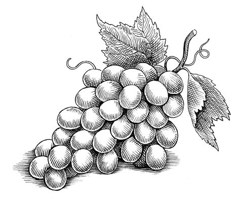 Grapes Drawing Fruit at Caitlin Gilles blog