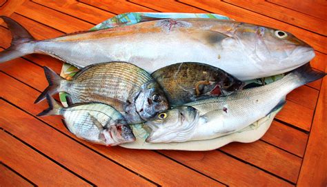 Image result for Best Fish Stringer