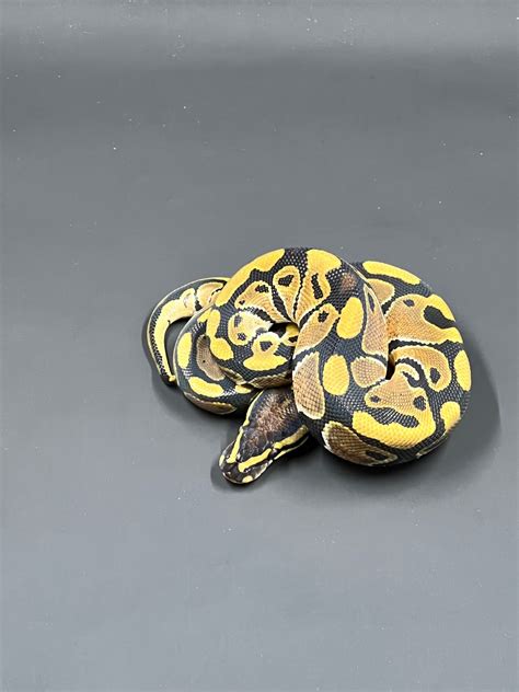Image result for Super Clown Ball Python
