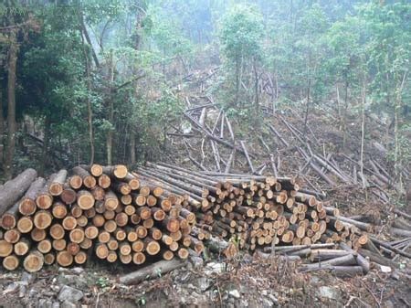 森林砍伐_360百科