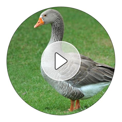 Goose Sounds And Ringtones - App on Amazon Appstore