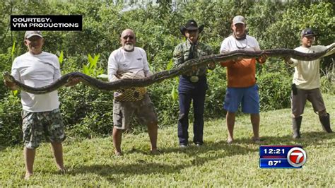 Image result for 16-Foot Python