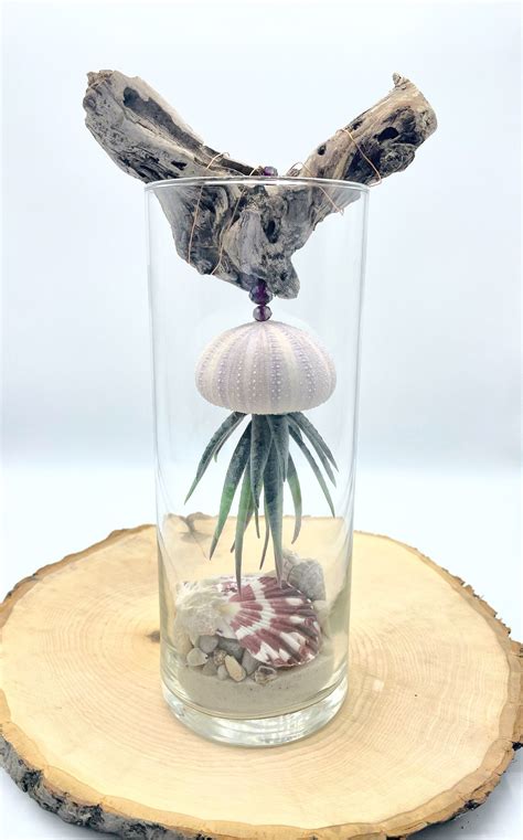 +seahell 的图像结果