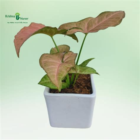 Gifting Plants