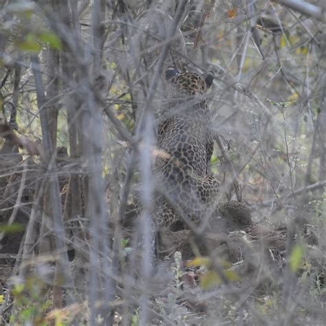 ORCHIDS JUNGLE CAMP (Chandrapur, Maharashtra) - Inn Reviews, Photos ...