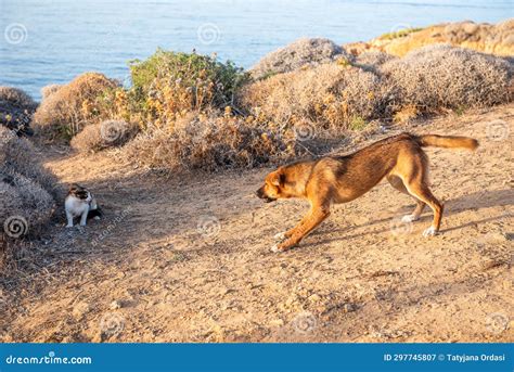 Stray Dog Attacks the Stray Cat. Crete, Greece Stock Image - Image of ...