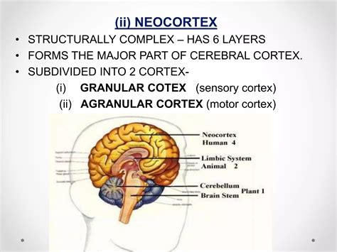 Functional areas of the brain | PPTX