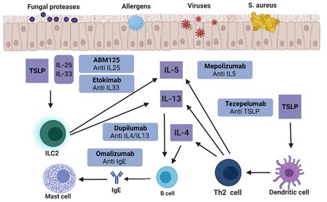 Therapeutic Strategies of Biologics in Chronic Rhinosinusitis: Current Options and Future Targets