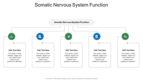 Image result for Somatic Nervous System Function