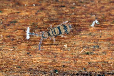How To Identify Springtails | Clegg's Pest Control