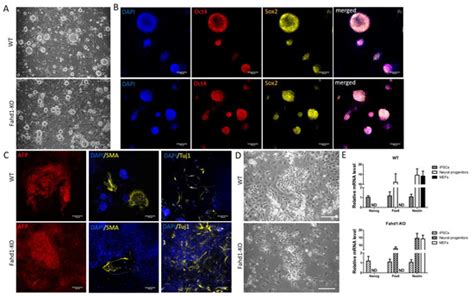 High Glycolytic Activity Enhances Stem Cell Reprogramming of Fahd1-KO ...