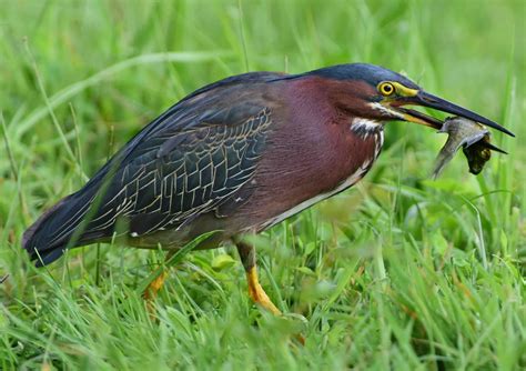 14 Types of BIRDS Found on the Virgin Islands! (COMMON) - Bird Watching HQ