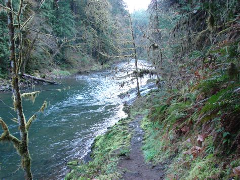 Elevation of Fall Creek Trailhead #1, Big Fall Creek Rd, Fall Creek, OR ...