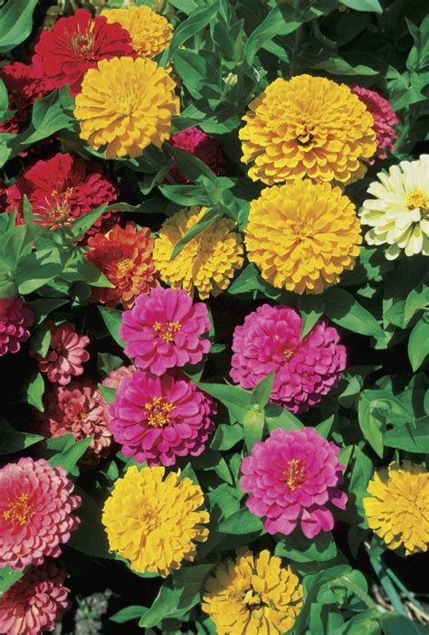 How Deep Do Zinnia Roots Grow Compared To The Stem
