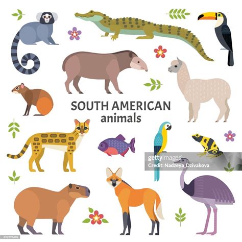 South American Animals