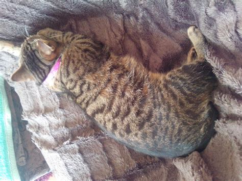 Tiere Kleinanzeigen Lunzenau Anzeigenmarkt Lunzenau