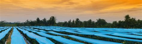 Agriplast Crop Shield Cover | Buy Best Crop Cover for Protection India