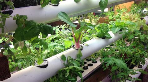 NFT Hydroponics 的图像结果