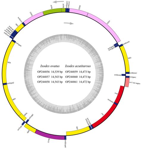 Complete Mitogenomes of Ticks Ixodes acutitarsus and Ixodes ovatus ...