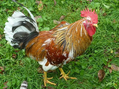 Swedish Flower chicken | BackYard Chickens