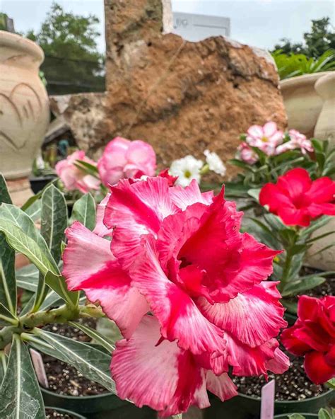 My Desert Rose Growing Sideways