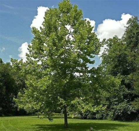 Image result for Sycamore Tree Usage