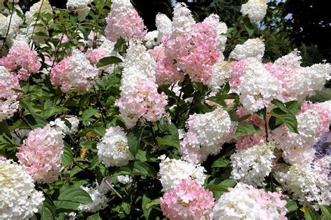 Are Hydrangeas Perennials In Colorado at Clara Zeigler blog