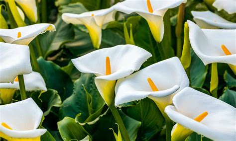 Flower Calla Lily Meaning