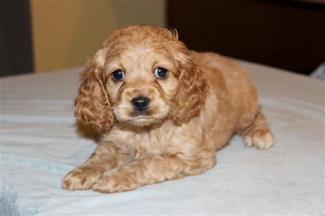 Image result for Cockapoo Dog