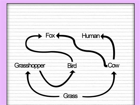 How to Draw a Food Web: 11 Steps (with Pictures) - wikiHow