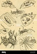 Image result for entomogenous