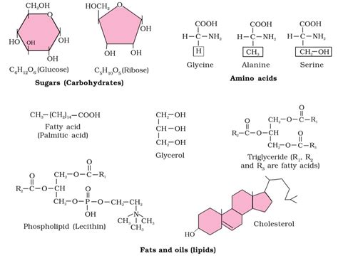 Cheat Sheet : Biomolecules - Biology Class 11 - NEET PDF Download