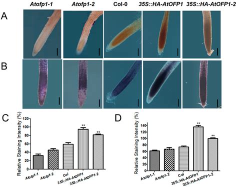 Transcription Factor AtOFP1 Involved in ABA-Mediated Seed Germination ...