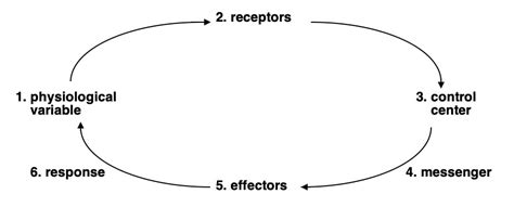 Image result for 4 Components of a Negative Feedback