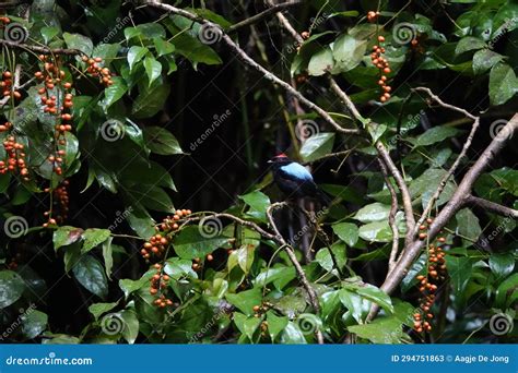 Red Capped Manakin Bird at the Gilpin Trace Trail in Main Ridge Reserve ...