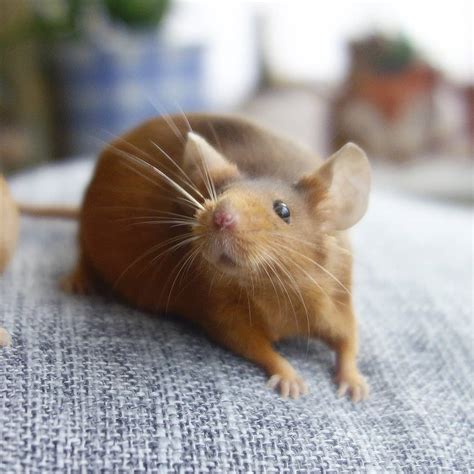 This chubby mouse is charged with having whiskers too big for their ...