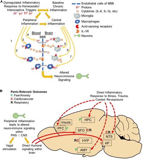 Frontiers | Neuroimmune mechanisms in fear and panic pathophysiology